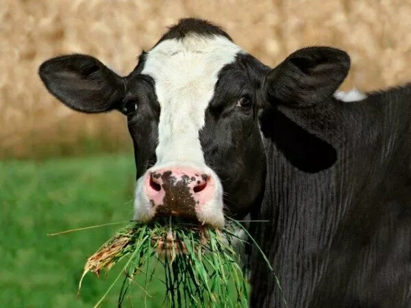 фотография продукта Крс живым весом , коровы 1-2 кат 