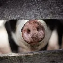 Запрет на разведение свиней в Марий Эл установлен до июля 2022 года