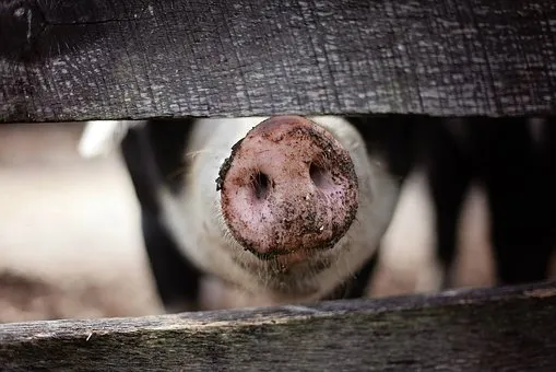 Запрет на разведение свиней в Марий Эл установлен до июля 2022 года  