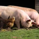 В Марий Эл снят карантин по африканской чуме свиней