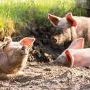 Три очага африканской чумы свиней зарегистрированы в Марий Эл