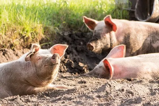 Три очага африканской чумы свиней зарегистрированы в Марий Эл  