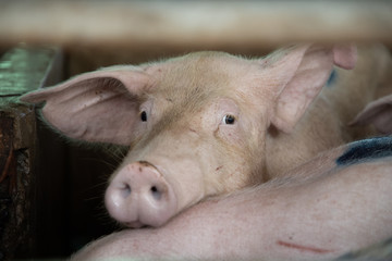 В Волжском районе (Марий Эл) проводится изъятие свиней в связи с угрозой распространения АЧС