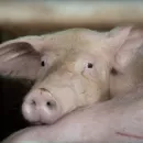 В Волжском районе (Марий Эл) проводится изъятие свиней в связи с угрозой распространения АЧС