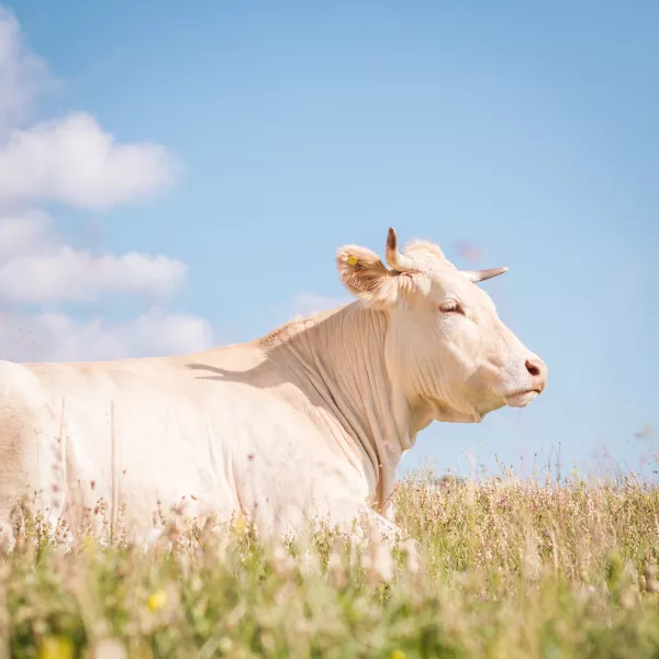 Карантин по лейкозу крупного рогатого скота введен в 39 личных подворьях Марий Эл