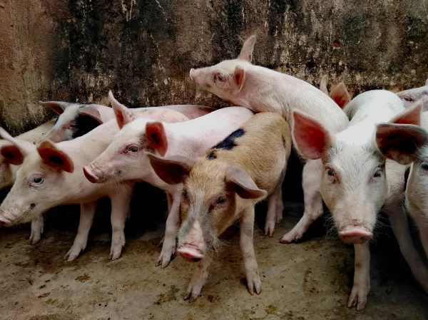 Аварийное отключение вентиляции привело к массовой гибели свиней 