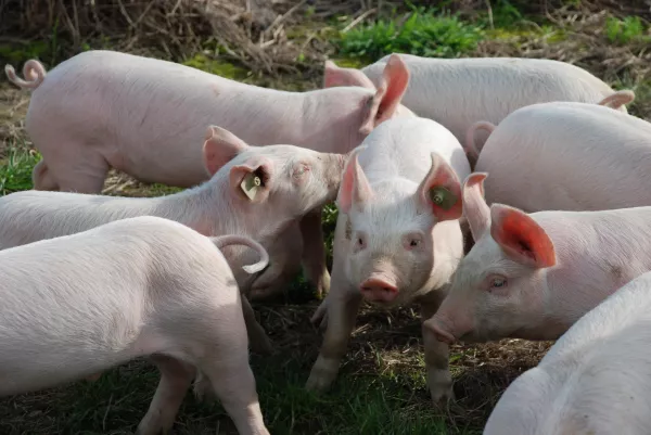Очаги африканской чумы свиней выявлены в двух районах Марий Эл