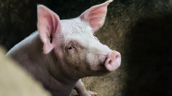 Карантин по африканской чуме свиней введен в центральной части Марий Эл 