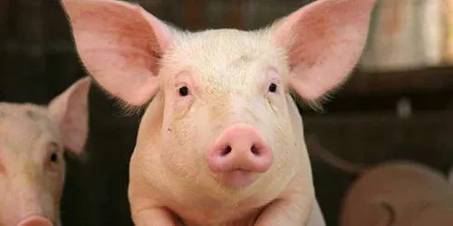 фотография продукта Реализуем свиней 2-я категория