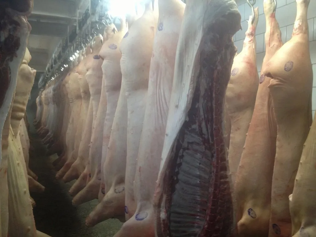 фотография продукта Куплю мясо свинины, говядины