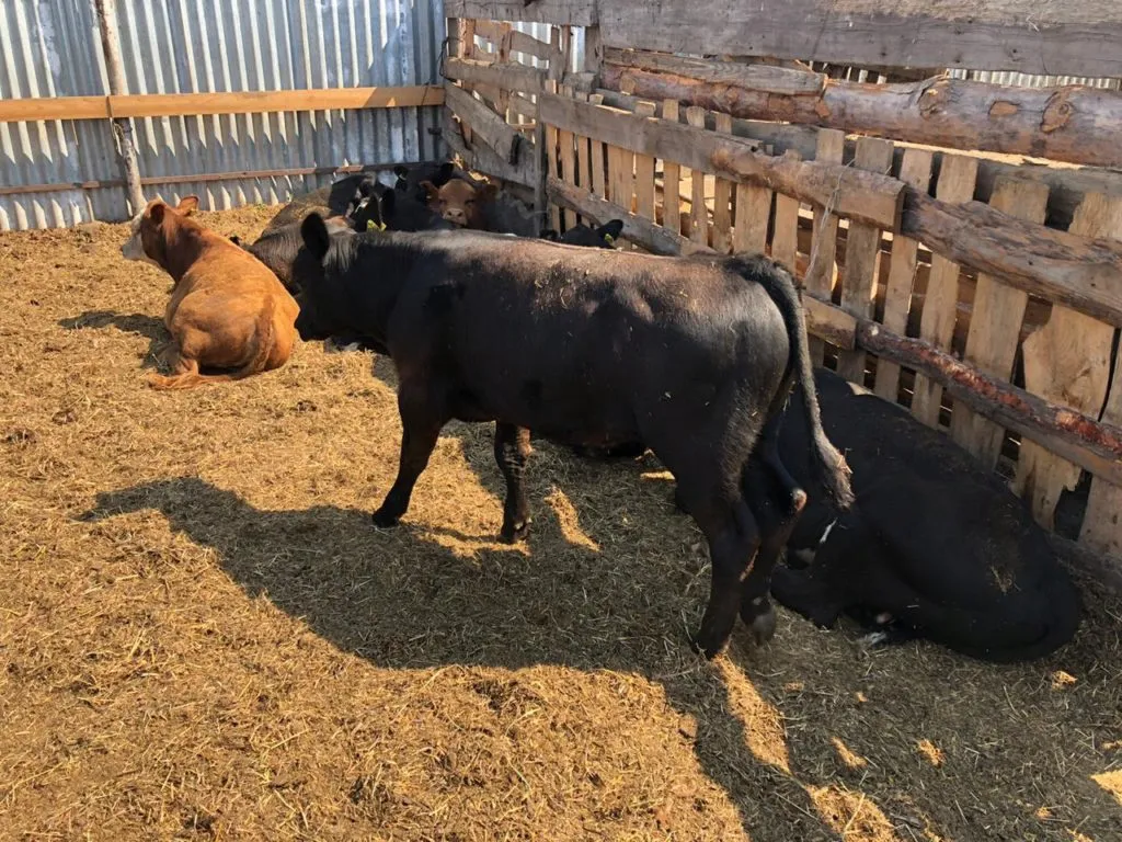бычки Абердин, Герефорд и кросс в Магнитогорске