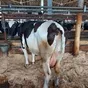 коровы выбраковка на убой Йошкар Ола в Йошкаре-Оле